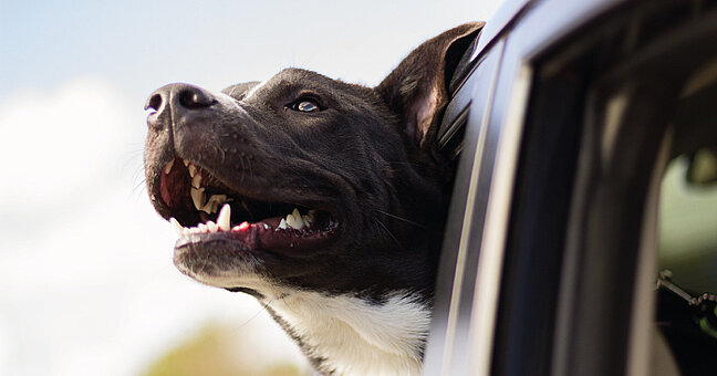 Hund hält Kopf aus dem Auto