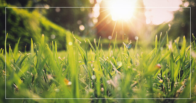 Sommerwiese
