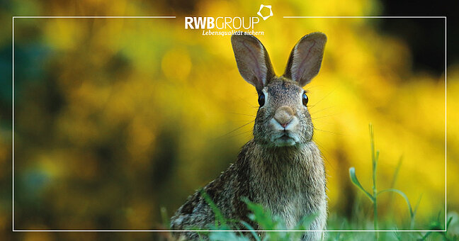 ein Hase