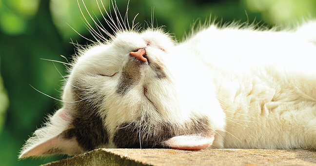 schlafende Katze auf der Seite liegend