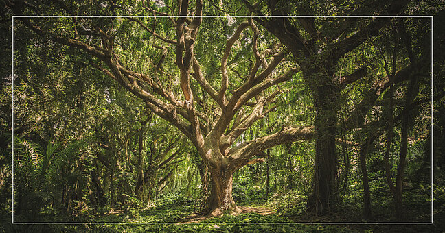 ETF Wisdom Tree